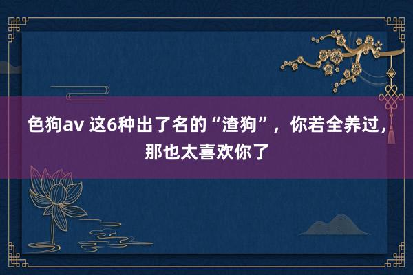 色狗av 这6种出了名的“渣狗”，你若全养过，那也太喜欢你了